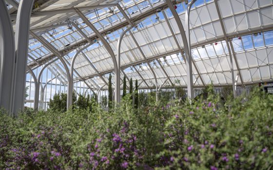 The inside of the Conservatory at Longwood Gardens with purple plants in the foreground looking up at the glass ceiling.